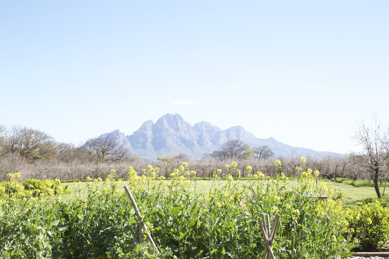 La Chataigne Wines & Guest Cottages Franschhoek Dış mekan fotoğraf