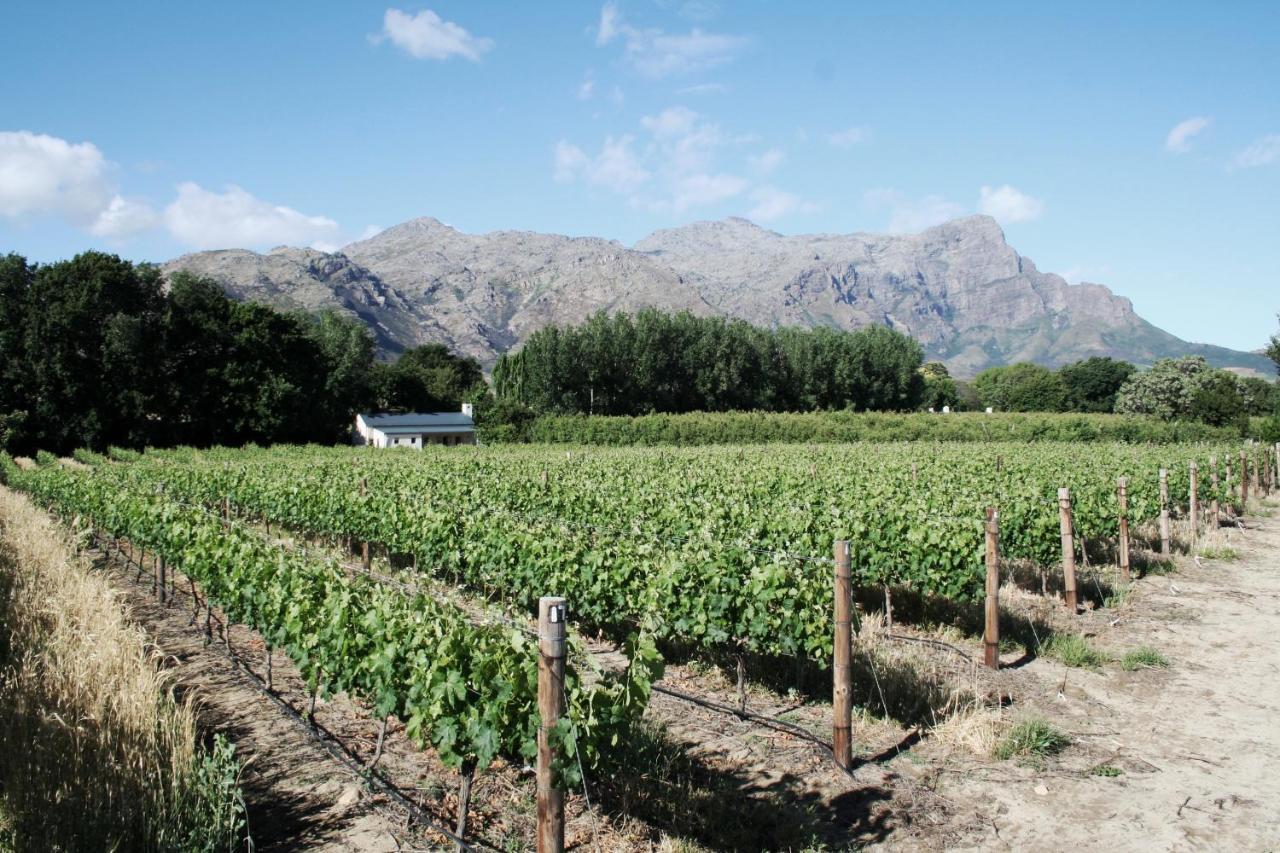 La Chataigne Wines & Guest Cottages Franschhoek Dış mekan fotoğraf